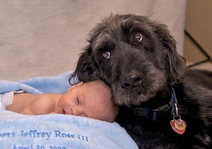 Illustration de l'article : 15 adorables photos de chiens et de bébés qui ne se quitteraient pour rien au monde