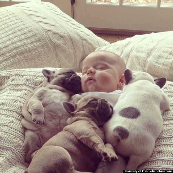 Illustration de l'article : 15 adorables photos de chiens et de bébés qui ne se quitteraient pour rien au monde
