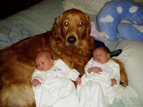 Illustration de l'article : 15 adorables photos de chiens et de bébés qui ne se quitteraient pour rien au monde