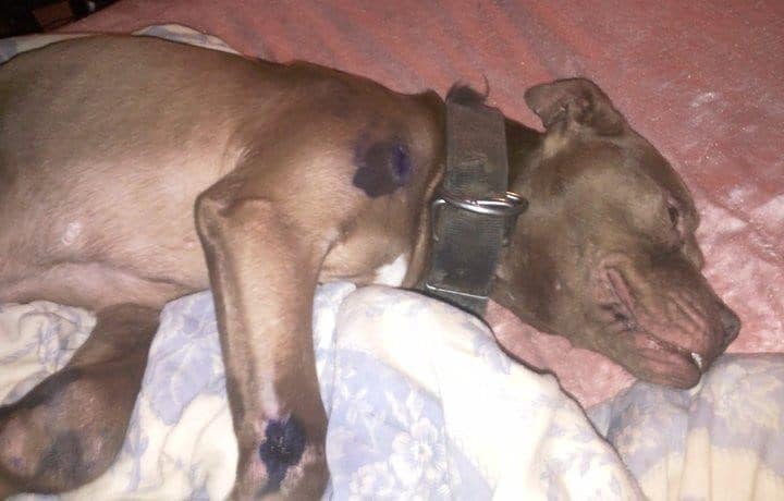 Illustration de l'article : Elevé pour se battre, ce Pitbull a été sauvé par une dame au grand cœur