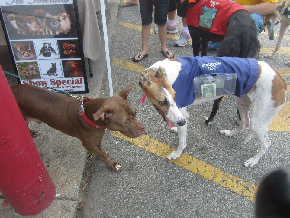 Illustration de l'article : Elevé pour se battre, ce Pitbull a été sauvé par une dame au grand cœur