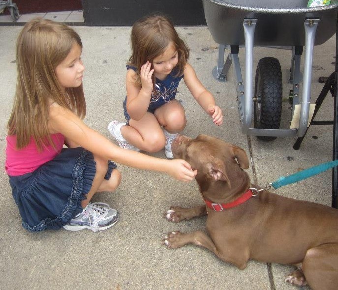 Illustration de l'article : Elevé pour se battre, ce Pitbull a été sauvé par une dame au grand cœur