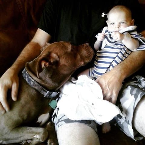 Illustration de l'article : Elevé pour se battre, ce Pitbull a été sauvé par une dame au grand cœur