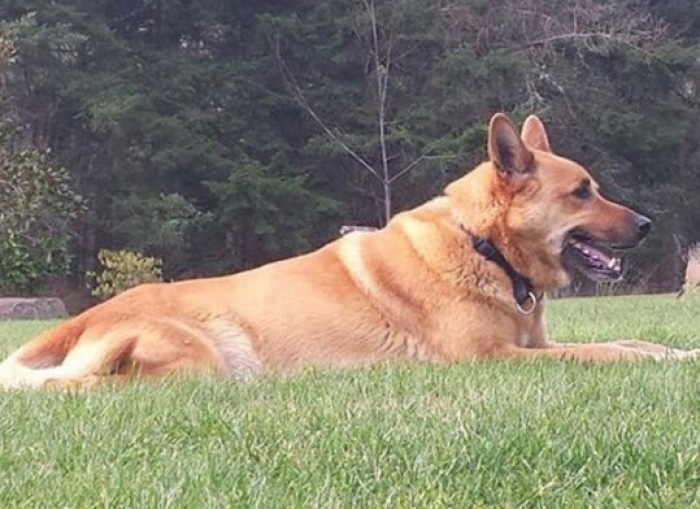 Illustration de l'article : Le tueur du chien de Salma Hayek était son voisin
