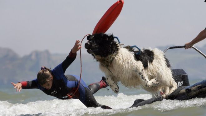 Illustration de l'article : Angleterre : une décoration posthume pour Whizz, le chien sauveteur décédé début mars