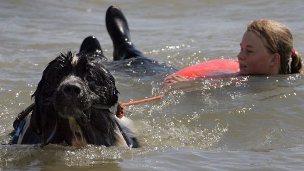 Illustration de l'article : Angleterre : une décoration posthume pour Whizz, le chien sauveteur décédé début mars