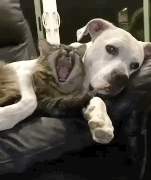 8 photos qui prouvent que l'amitié chat-chien est possible