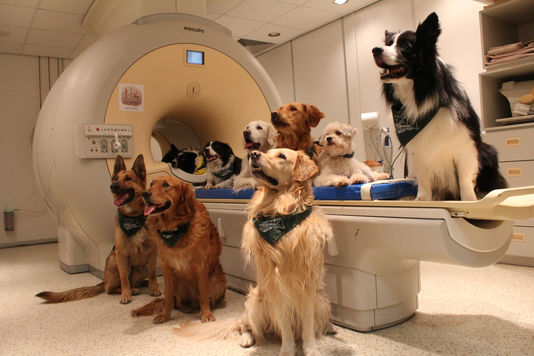 Illustration de l'article : Nos chiens prêtent attention à la fois aux mots et aux intonations : c'est désormais scientifiquement prouvé ! 