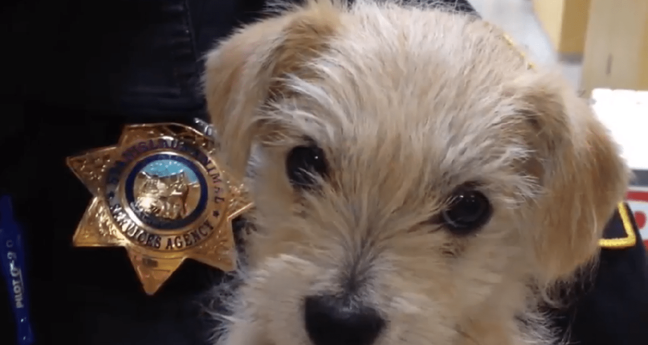 Illustration de l'article : Un chauffeur d’UPS sauve la vie d’un chiot jeté près d’une voie rapide