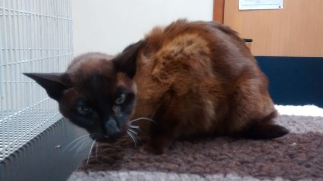 Illustration de l'article : Négligé et abandonné à son sort, ce chat retrouve une seconde chance