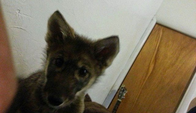 Illustration de l'article : Un adolescent pense ramener un chiot chez lui mais sa surprise va être de taille (vidéo)