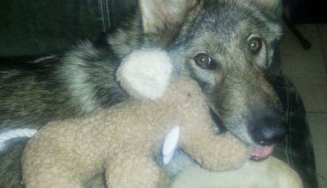 Illustration de l'article : Un adolescent pense ramener un chiot chez lui mais sa surprise va être de taille (vidéo)