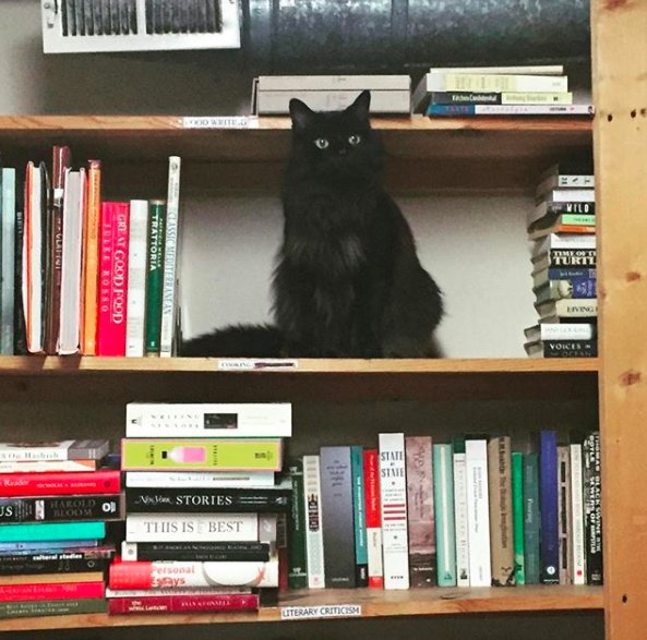 Illustration de l'article : Un chat errant élit domicile dans une librairie et en devient la mascotte