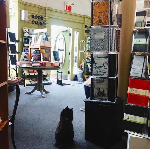 Illustration de l'article : Un chat errant élit domicile dans une librairie et en devient la mascotte