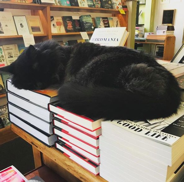 Illustration de l'article : Un chat errant élit domicile dans une librairie et en devient la mascotte