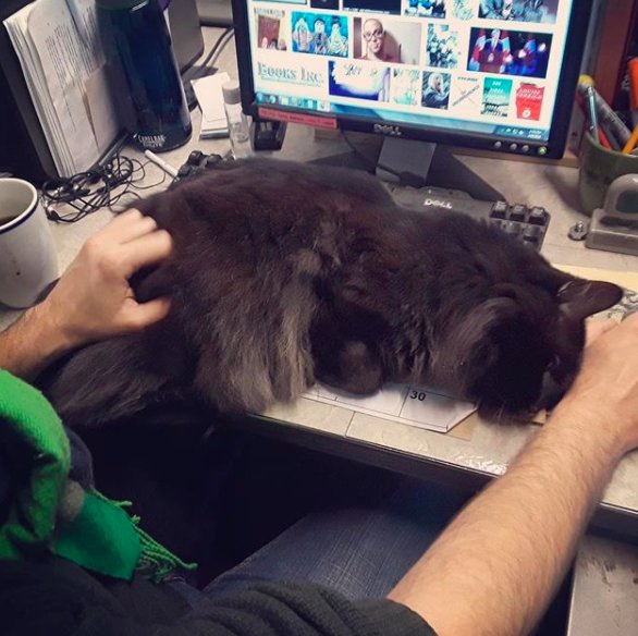 Illustration de l'article : Un chat errant élit domicile dans une librairie et en devient la mascotte