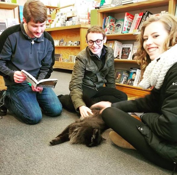 Illustration de l'article : Un chat errant élit domicile dans une librairie et en devient la mascotte