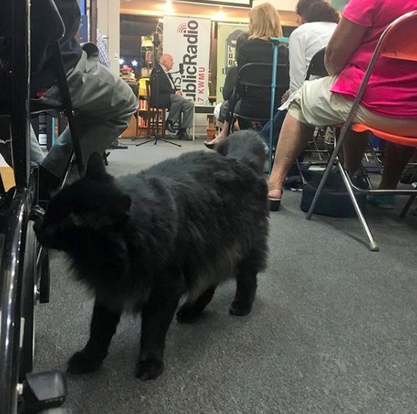Illustration de l'article : Un chat errant élit domicile dans une librairie et en devient la mascotte