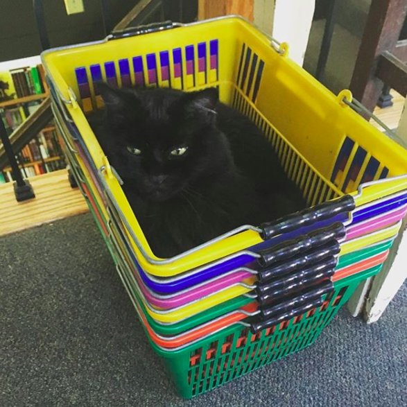 Illustration de l'article : Un chat errant élit domicile dans une librairie et en devient la mascotte