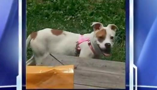 Illustration de l'article : Une famille apprend que son Pitbull a été euthanasié le jour où elle vient le récupérer