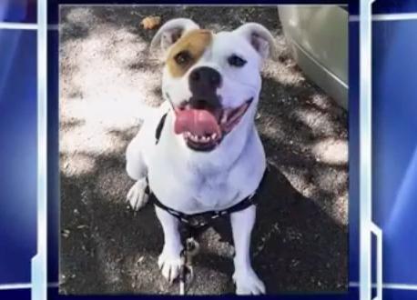 Illustration de l'article : Une famille apprend que son Pitbull a été euthanasié le jour où elle vient le récupérer