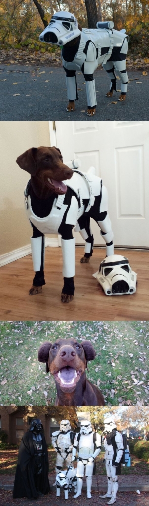 Illustration de l'article : Elle transforme son chien en Stormtrooper pour des oeuvres de charité 