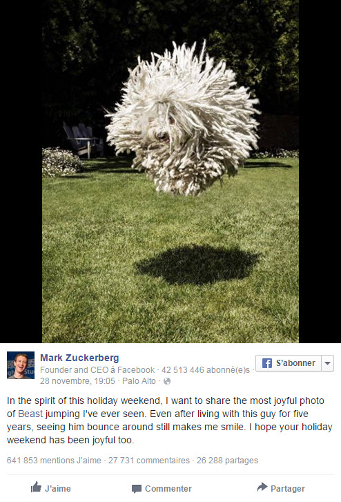 Illustration de l'article : Mark Zuckerberg publie des photos de Beast, son Puli hongrois