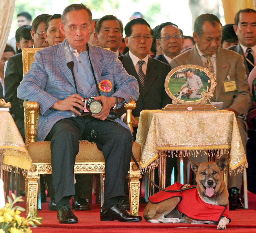 Illustration de l'article : La chienne du Roi de Thaïlande est morte