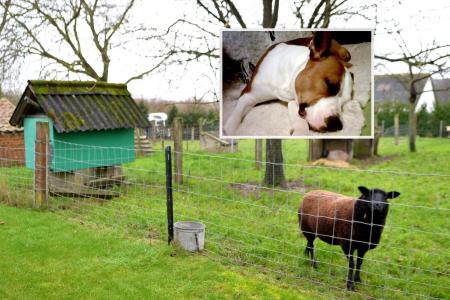 Illustration de l'article : Belgique : une chienne s’attaque à 2 poules, leur propriétaire l'abat et l'enterre dans son jardin !
