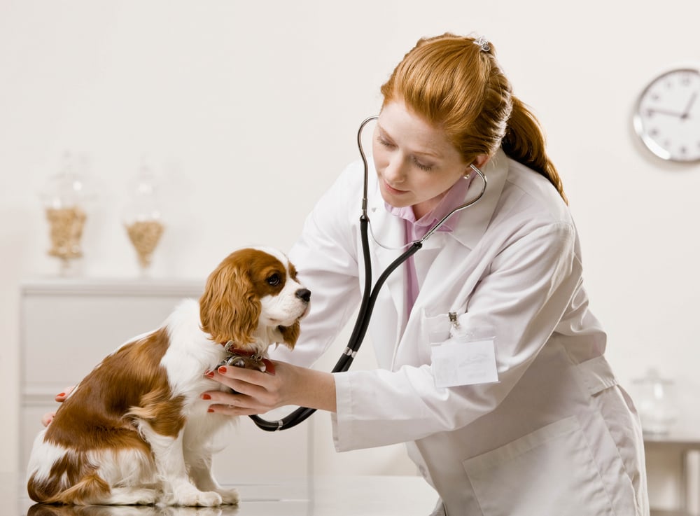 Illustration de l'article : Lancement d'un nouveau traitement pour les chiens cardiaques