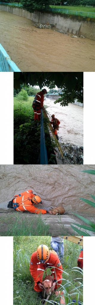 Illustration de l'article : Inondations en Argentine : des chiens en péril secourus par des hommes courageux