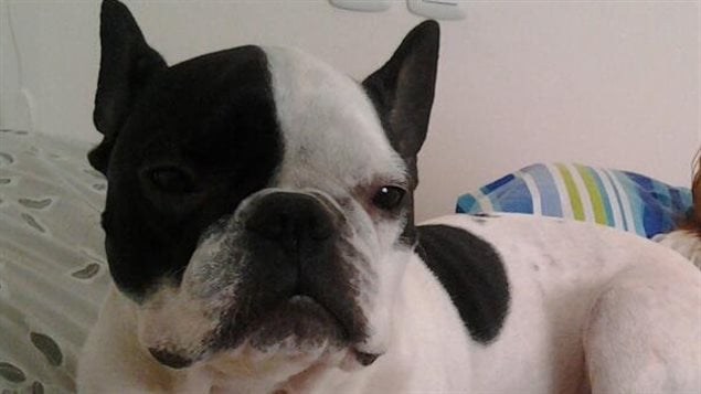 Illustration de l'article : Un pilote d’avion de ligne fait une escale pour sauver un chien