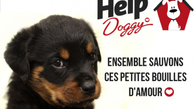 Illustration : "Help Doggy"
