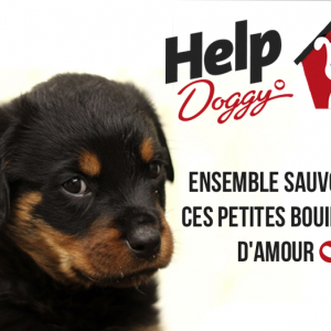 Illustration : "Help Doggy"