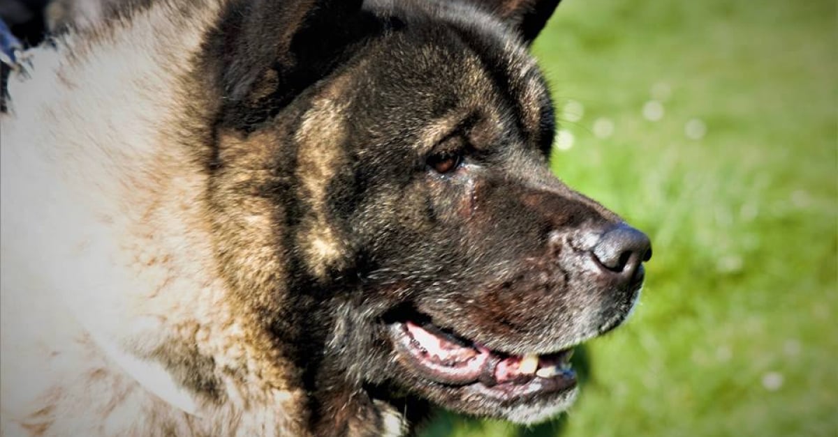 Soutenez "Akitahome" avec les Clics Solidaires Woopets