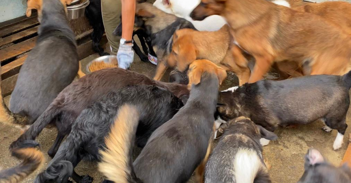 Soutenez Alerte Sos Avec Les Clics Solidaires Woopets Soutenez Alerte Sos Avec Les Clics Solidaires Woopets