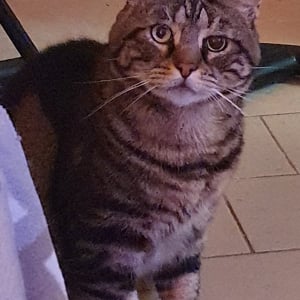 Illustration : "Les Anges de Tyna"