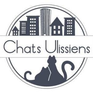 Illustration : "Chats Ulissiens"