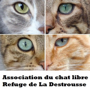 Illustration : "Association du Chat Libre"