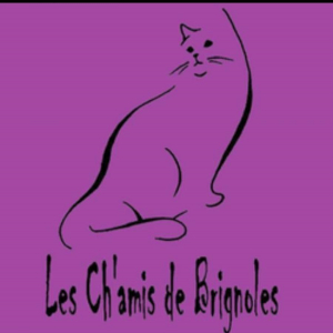 Illustration : "Les Cha'mis de Brignoles"