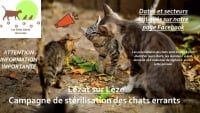 Illustration : "LES CHATS LIBRES DE LA LEZE"