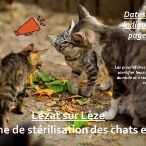 Illustration : "LES CHATS LIBRES DE LA LEZE"