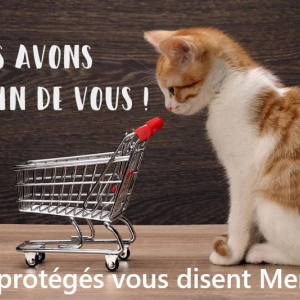 Illustration : "Les Chatgabonds"