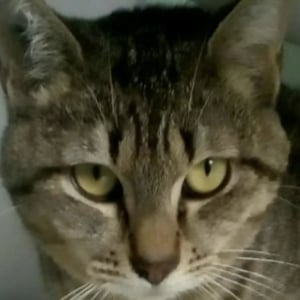 Illustration : "Regard Animal"