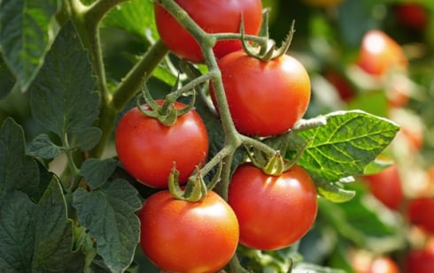 Illustration : "Peut-on donner de la tomate à son chien"