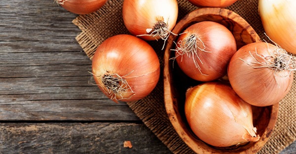 Donner Des Oignons A Son Chien Quels Sont Les Dangers