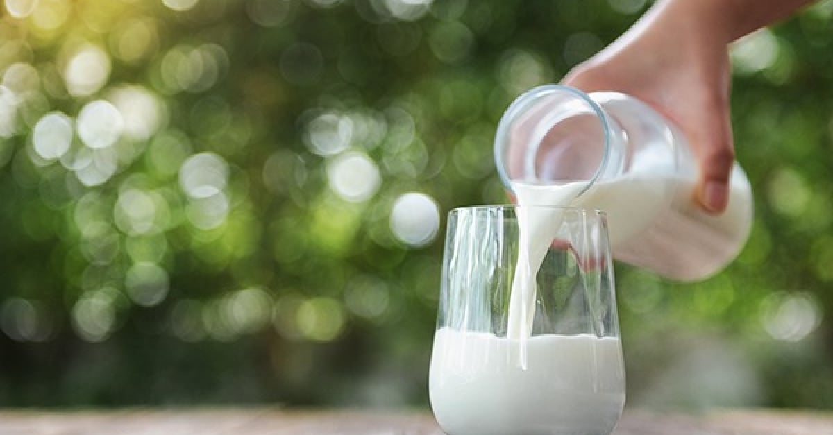 Donner Du Lait A Son Chien Risques Et Bienfaits