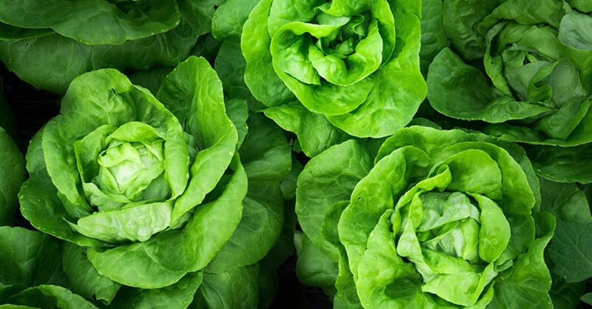 Donner De La Laitue Salade A Son Chat Quels Sont Les Bienfaits Donner De La Laitue Salade A Son Chat Quels Sont Les Bienfaits