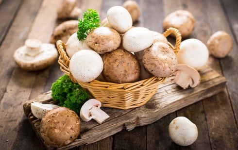 Illustration : "Peut-on donner des champignons à manger à son chat ?"