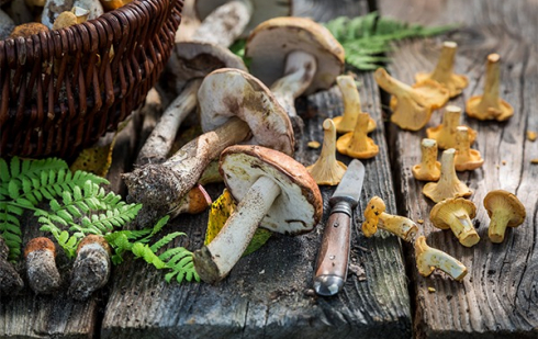 Illustration : "Peut-on donner des champignons sauvages à manger à son chat ?"